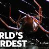 Deadly Mating | World's Weirdest